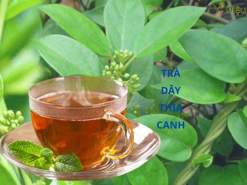 Trà Dây Thìa Canh, Những Hoạt Chất Nổi Bật Và Cách Sử Dụng